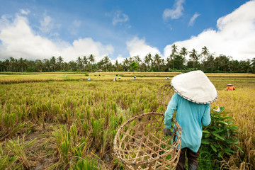 Harvesting rice