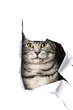 Katze durchbricht Papier - Cat breaks through paper