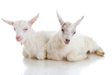 Two kids of a goat, isolated