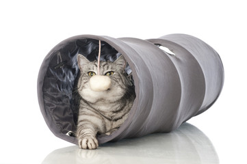Spielende Katze - Playing cat
