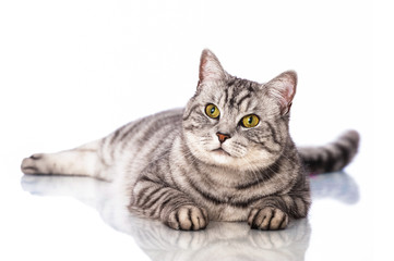 Liegende Katze - Lying cat