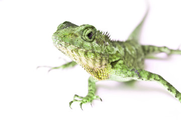 Lizard on a white background