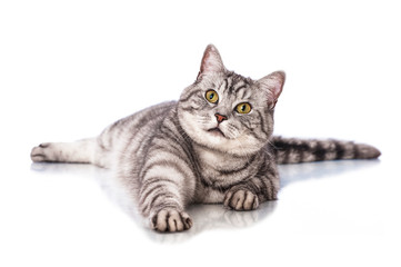 Liegende Katze - Lying cat