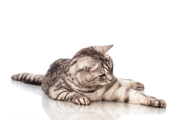 Liegende Katze - Lying cat