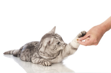 Katze erhält Belohnung - Cat gets reward