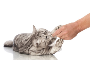 Katze erhält Belohnung - Cat gets reward © DoraZett