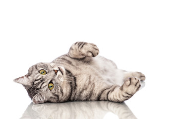 Liegende Katze - Lying cat