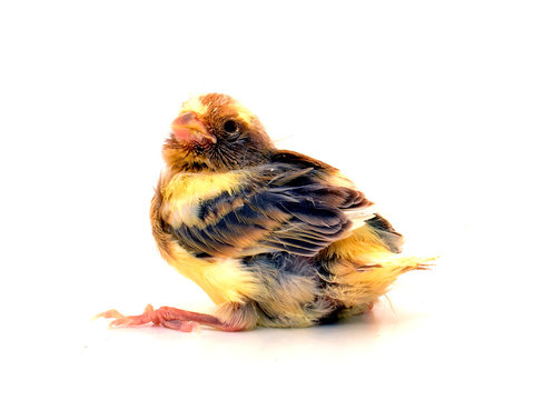 Cr&iacute;a de canario pinto