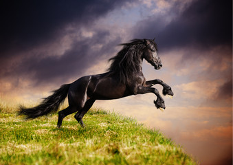Schwarzes friesisches Pferd im Galopp