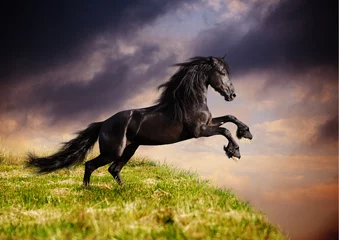 Foto auf Acrylglas Reiten Schwarzes friesisches Pferd im Galopp