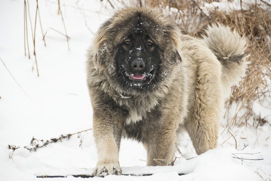 Caucasian sheepdog in winter time.