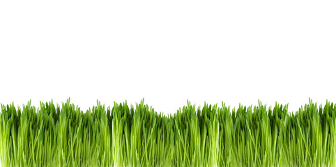 Fototapeta premium stripe of grass on white background