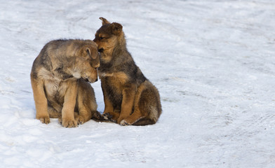 two homeless puppy