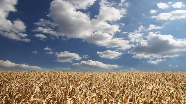 Golden wheat fields, timelapse