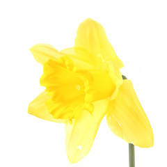 Daffodil on a white background