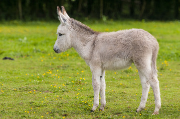 Obraz premium Jeune ânesse en pâture (ânon)