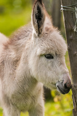 Fototapeta premium Jeune ânesse en pâture (ânon)