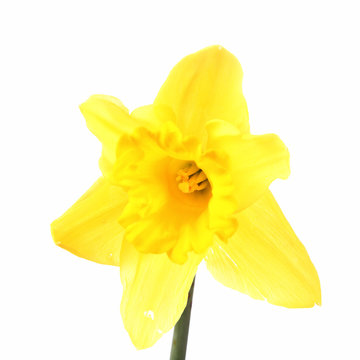Daffodil on a white background