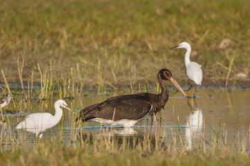 Fototapeta premium Cigogne noire (Ciconia nigra - Black Stork) juvénile