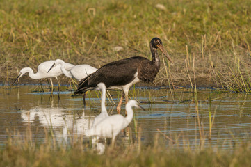 Cigogne noire (Ciconia nigra - Black Stork) juvénile