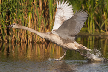 Cygne tuberculé (Cygnus olor - Mute Swan) juvénile