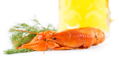 Delicious king prawn or crawfish