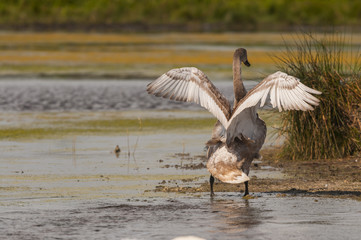 Cygne tuberculé (Cygnus olor - Mute Swan) juvénile