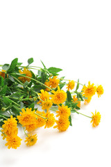 Yellow heliopsis on white background