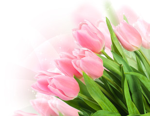 Obraz premium Fresh spring tulip flowers on white