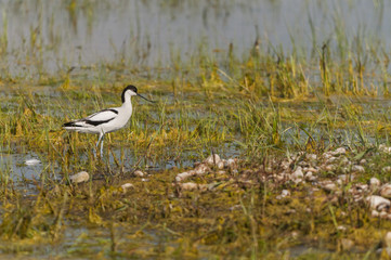 Avocette élégante (Recurvirostra avosetta - Pied Avocet)