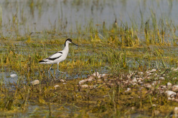 Obraz premium Avocette élégante (Recurvirostra avosetta - Pied Avocet)
