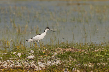 Avocette élégante (Recurvirostra avosetta - Pied Avocet)