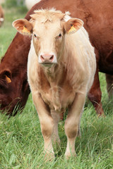 veau d'élevage salers