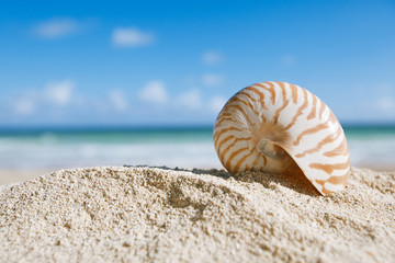 nautilus shell  with ocean , beach and seascape, shallow dof