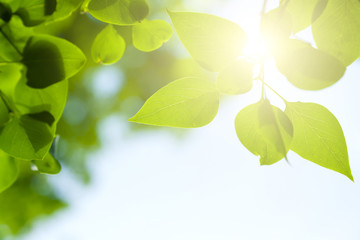 Green leaves frame