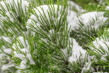 Spruce branch covered with snow close-up