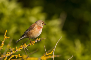 Linotte mélodieuse (Carduelis cannabina - Common Linnet) mâle
