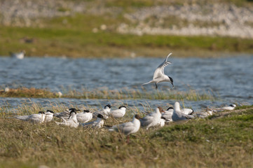 Sterne caugek (Thalasseus sandvicensis - Sandwich Tern)