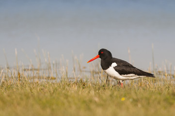 Huîtrier pie (Haematopus ostralegus - Eurasian Oystercatcher)