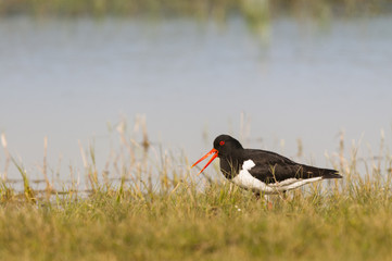 Huîtrier pie (Haematopus ostralegus - Eurasian Oystercatcher)