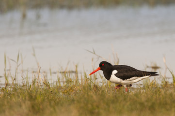 Huîtrier pie (Haematopus ostralegus - Eurasian Oystercatcher)