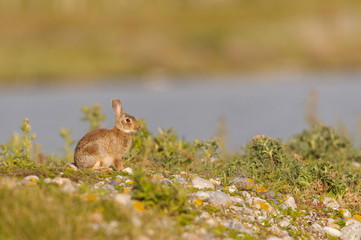 Lapin de garenne ou lapin commun (Oryctolagus cuniculus) au hâb