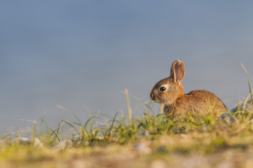 Fototapeta premium Lapin de garenne ou lapin commun (Oryctolagus cuniculus) au hâb