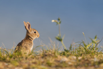 Lapin de garenne ou lapin commun (Oryctolagus cuniculus) au hâb