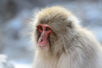 Naklejka premium Japanese macaque (Nihon-zaru)