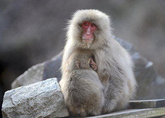 Japanese macaque