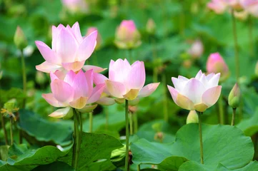 Tissu par mètre fleur de lotus pink lotus