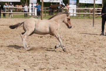 Pr&eacute;sentation des poulains de l'ann&eacute;e