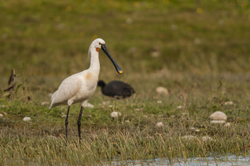 Spatule blanche (Platalea leucorodia - Eurasian Spoonbill )