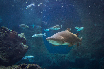 Fototapeta na wymiar Podwodny rekin Bull w naturalnym akwarium